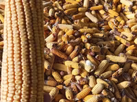 Кукуруза 🌽🌽🌽 — 2-rasm