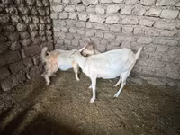 Буз, Saanen goat — акс 2