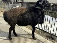 Kambing jantan, Sheep — foto 2