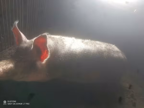 Boar, Pigs — Moldova