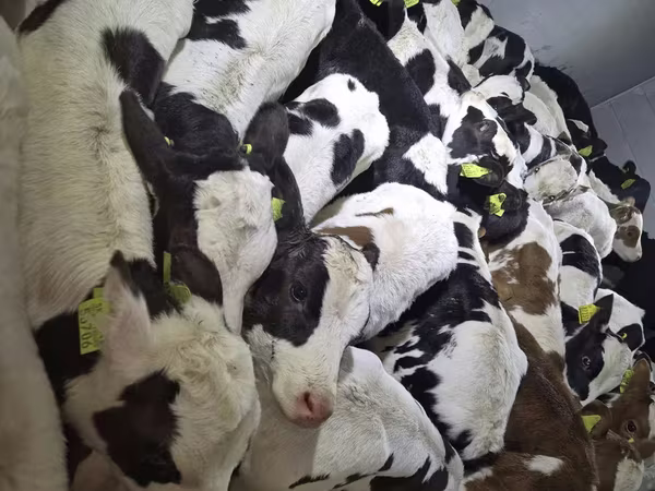گاو نر, Simmental cattle