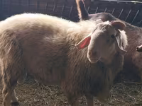 قوچ, Assaf sheep — عکس 3