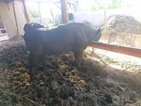 Говбуз, Russian Black pied cattle — акс 3