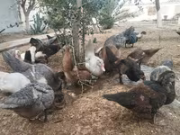 Ducks — عکس 3