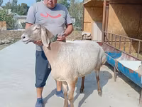 母羊, Arashan sheep — 照片 2