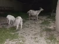 Kambing betina, Goats — foto 3