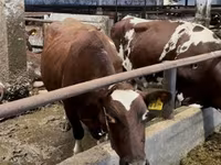 گاو ماده, Swiss cattle — عکس 2