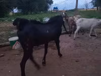 Kozioł, Kozy — zdjęcie 4