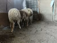 Kambing jantan, Sheep — foto 3