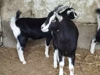 Ешкі, Alpine goat — 7-сурет