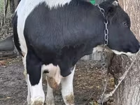 Byk, Russian Black pied cattle — zdjęcie 3