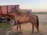 Caballo, Caballos — foto 1