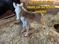 Ձի, Gypsy horse — լուսանկար 5