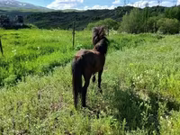 Cavalo, American shetland pony — foto 8