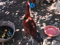 Chickens — عکس 2
