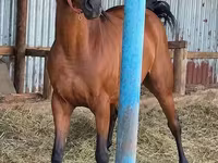 घोड़ी, Thoroughbred horse — फ़ोटो 1