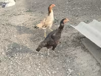 Chickens — fotografija 2