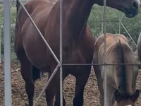 مادیان, Percheron — عکس 1