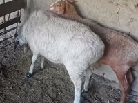 Pecora, Pecore — foto 2