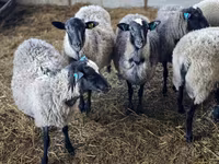 Widder, Romanov sheep — Foto 2