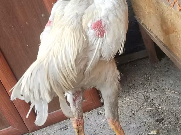 Chickens