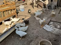 Ducks — الصورة 2