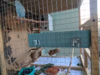 📢 SATILIR – 3 Mərtəbəli Taxta Qəfəs + 2 Cüt Məhəbbət Quşu Möhkəm və — foto 5