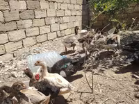 ڈومیسٹک مسکووی — تصویر 6