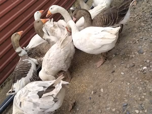 Geese