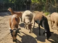 ভেড়ার পাঁঠা, Cameroon sheep — ছবি 1