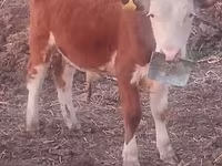 Toro, Ganado vacuno — foto 2