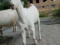 Kozel, Saanen goat — foto 7