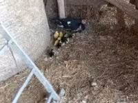 Ducks — акс 4