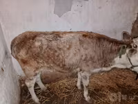 گوسفند (گروه، جنسیت مشخص نشده), گوسفند — عکس 1