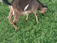 Kambing betina, Goats — foto 8