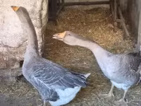Geese — foto 1