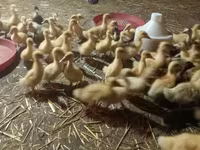 Ducks — sawirka 2