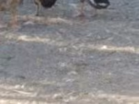 Ducks — 사진 2