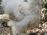 सिल्की — फ़ोटो 1