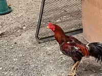Chickens — zdjęcie 1