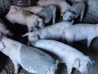 Boar, Pigs — photo 2