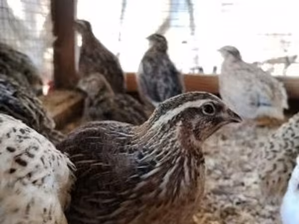 Quails