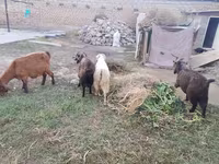 بز ماده, بز — عکس 3