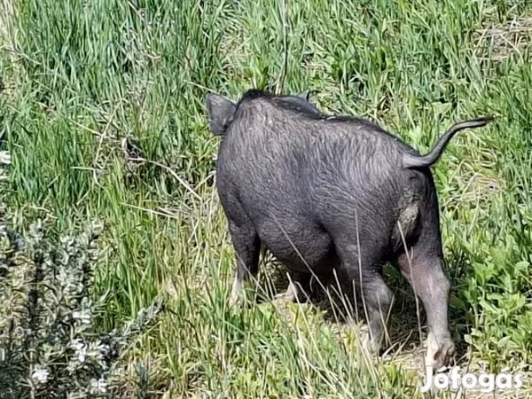 Cinghiale, Вьетнамская вислобрюхая