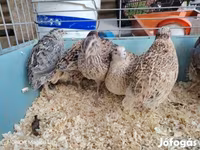 Quails — ảnh 3