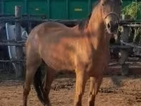 Iapă, Arabian horse — foto 3