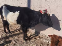 Lembu betina, Cattle — foto 1
