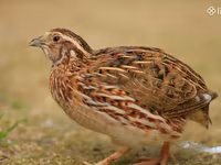 Quails — 写真 2