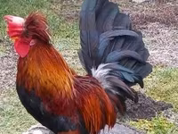 găină daneză — foto 1