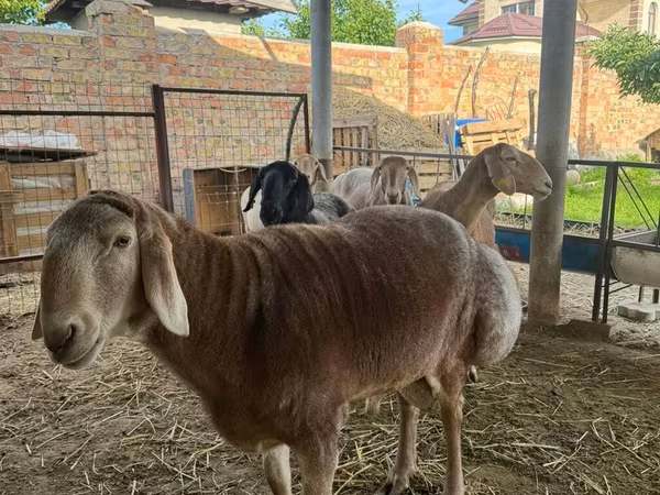 قوچ, Arashan sheep